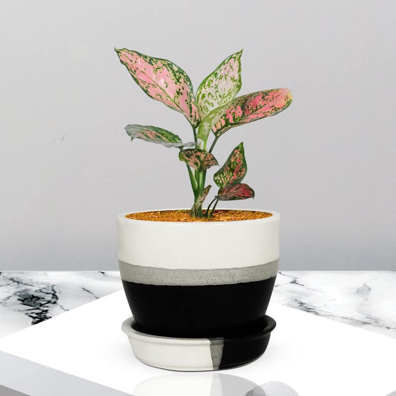 Core with Plate Pastel Black Ceramic Pot