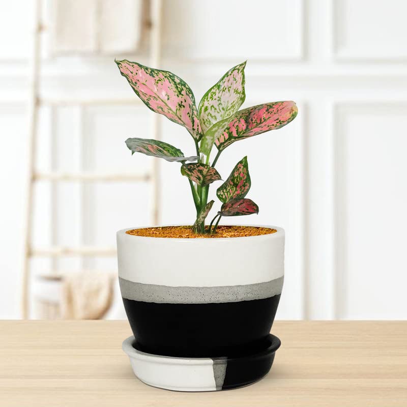 Core with Plate Pastel Black Ceramic Pot