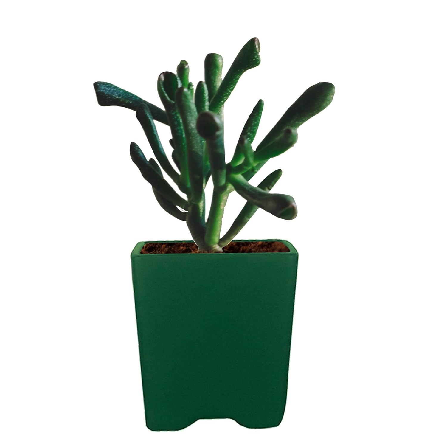 Mini Pot deep Jungle Ceramic Pot