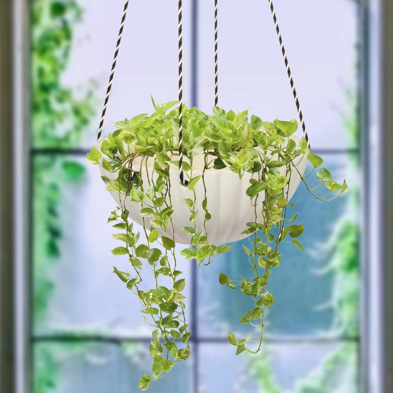 71umY7H7AvL._SL1500_