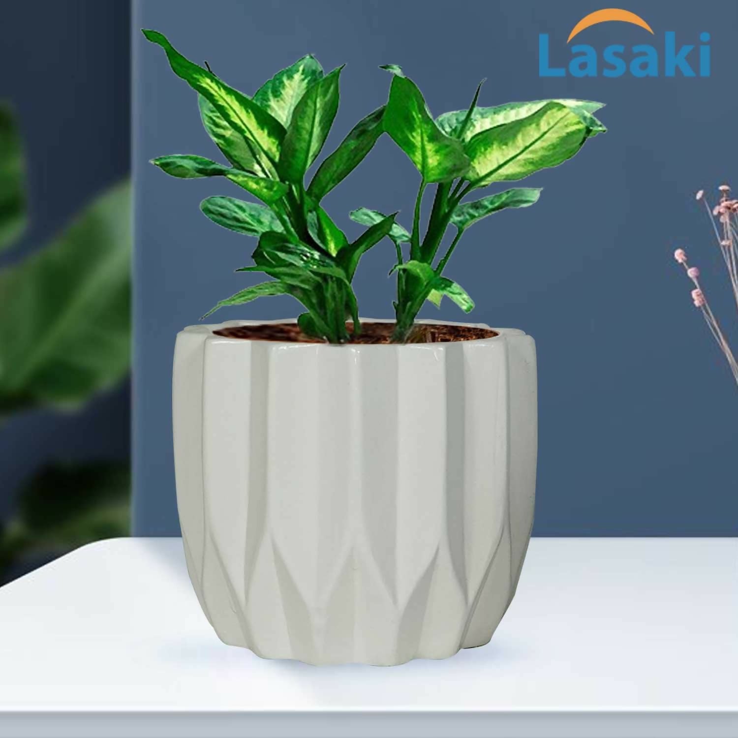 61AU7VFe6DL._SL1500_