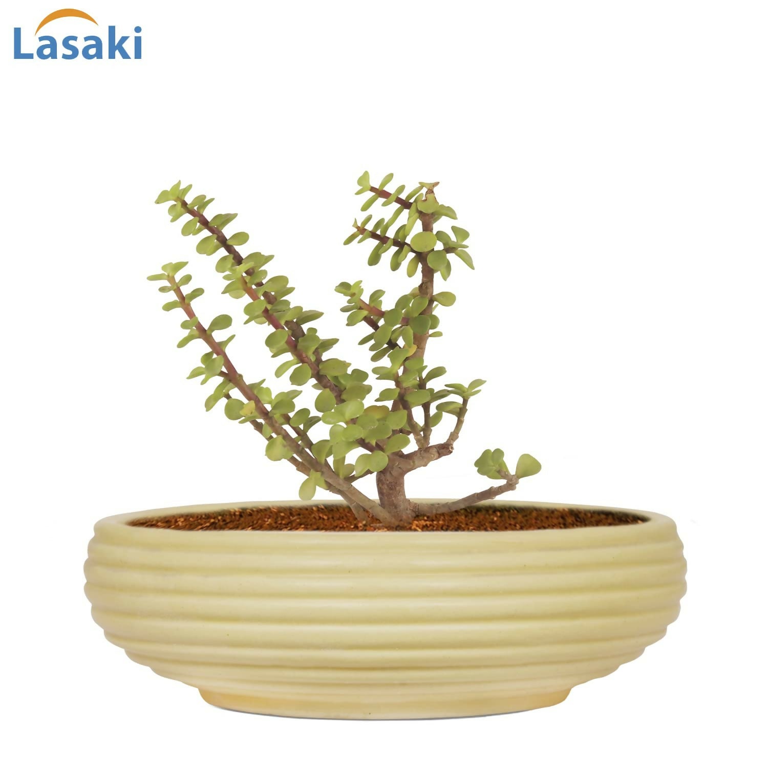 61NccjegEgL._SL1500_