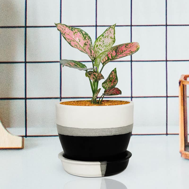 Core with Plate Pastel Black Ceramic Pot