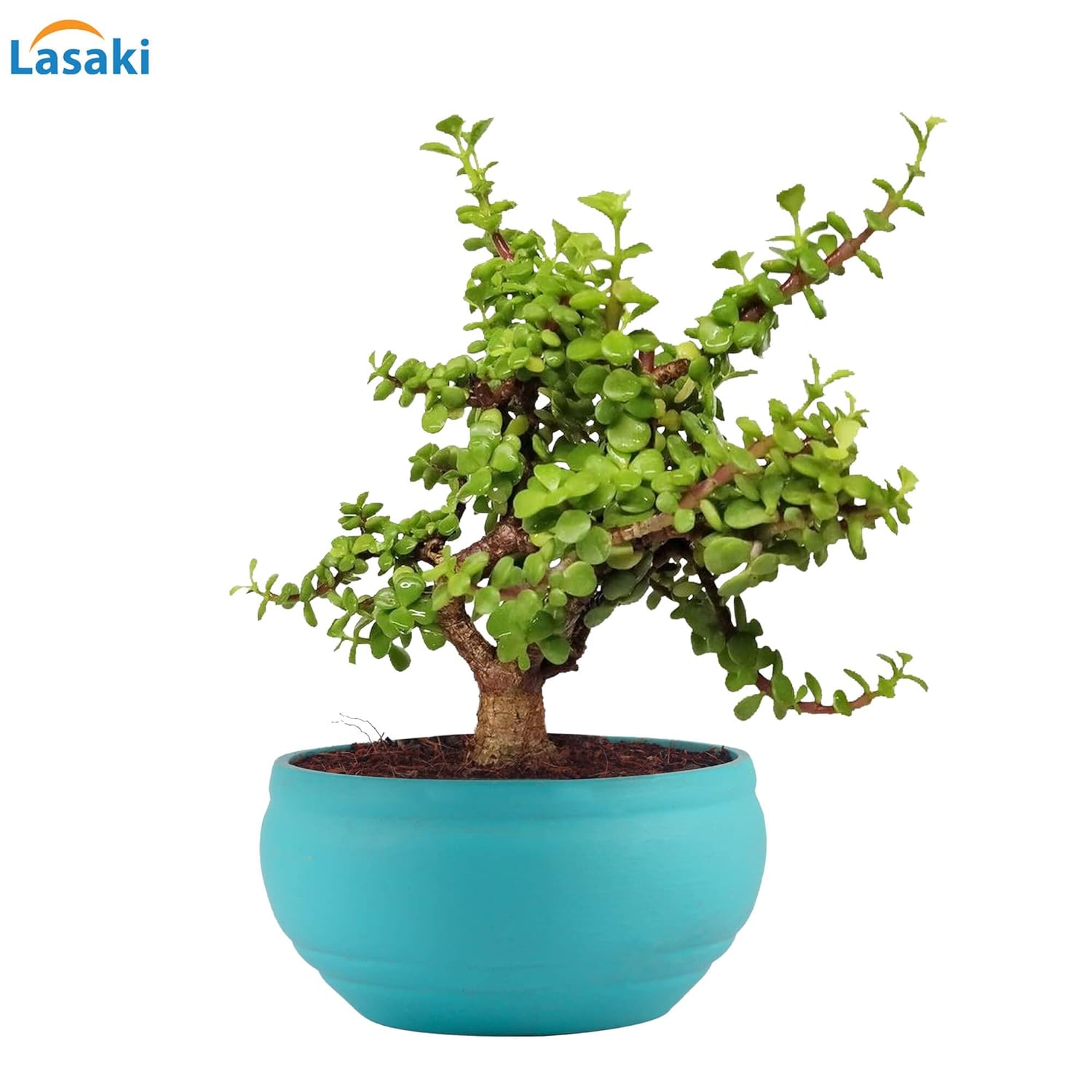 Lasaki Bowl Small Antique Ceramic Pots for Indoor Plants, Planters, Flower, Pots, gamla, Outdoor, Balcony, Home, Garden, Office Decor, Succulent Pot(D - 15 X H - 8 cm)(Plants not Included)