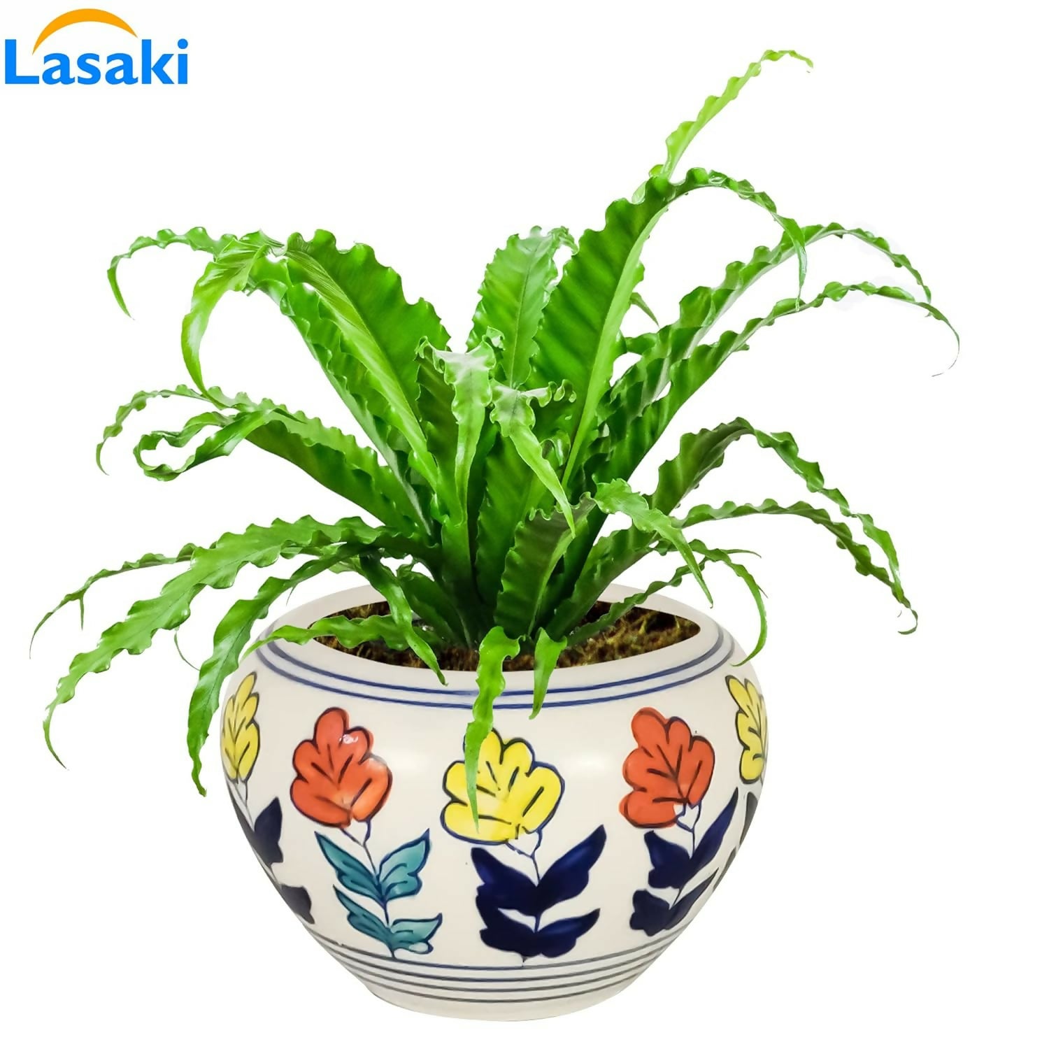 71lsohDo1OL._SL1500_